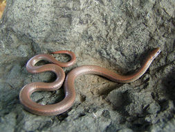 Image of Sharp-tailed Snake