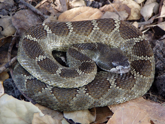 Image of Northern Pacific Rattlesnake