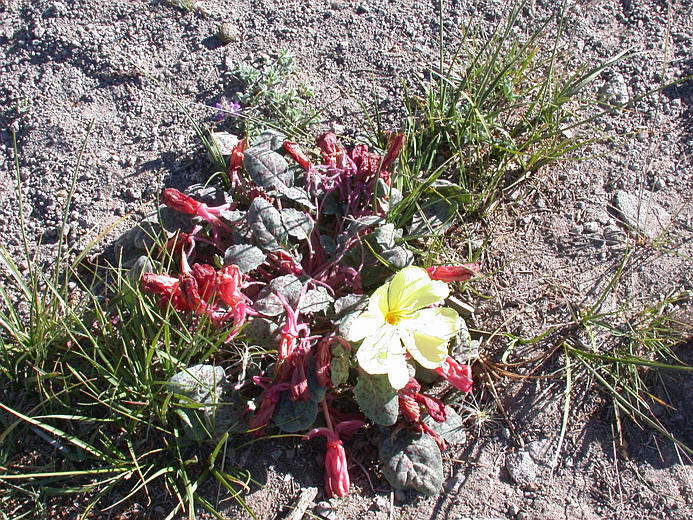 Imagem de Oenothera xylocarpa Coville