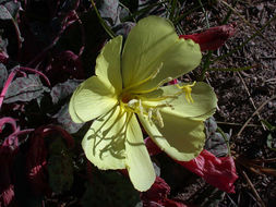 Imagem de Oenothera xylocarpa Coville