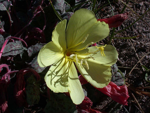 Image of woodyfruit evening primrose