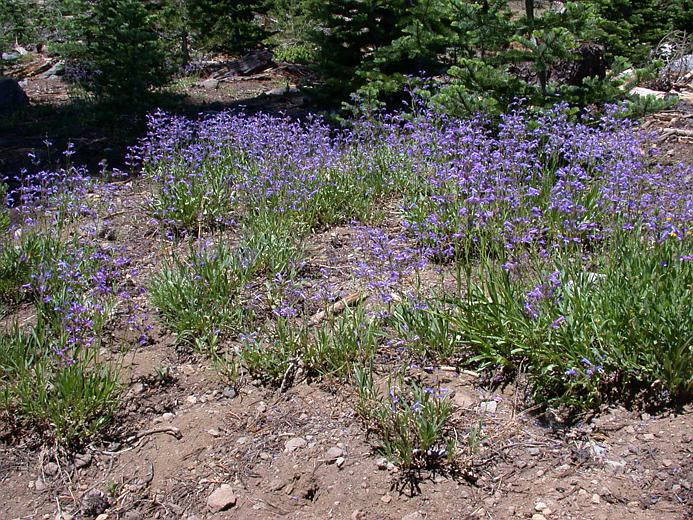 Image of slender penstemon