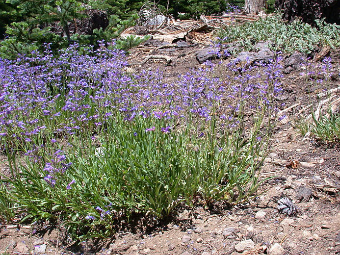 Image of slender penstemon