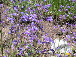 Image of slender penstemon