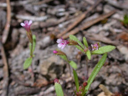 Plancia ëd <i>Mimulus breweri</i>