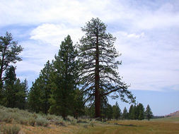 Image of Jeffrey Pine