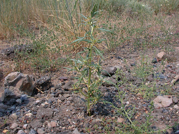 Image of Spiny Cockleburr