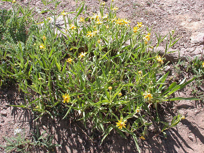 Image of spearleaf arnica