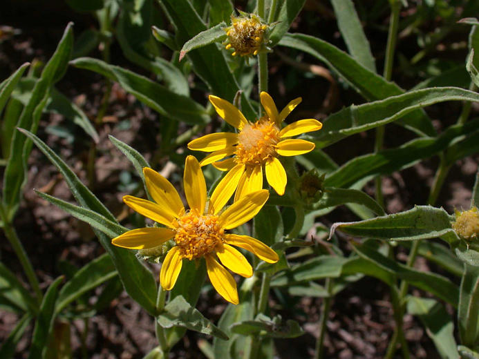 Image of spearleaf arnica