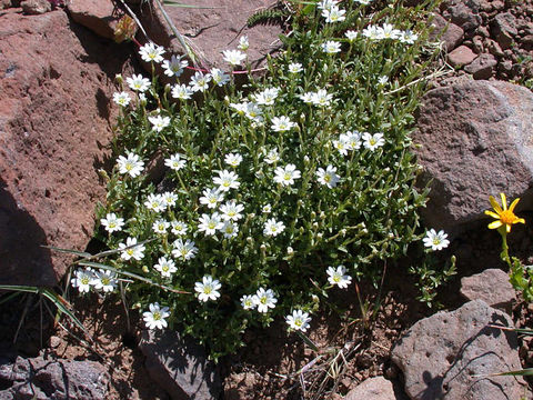 Image of field chickweed