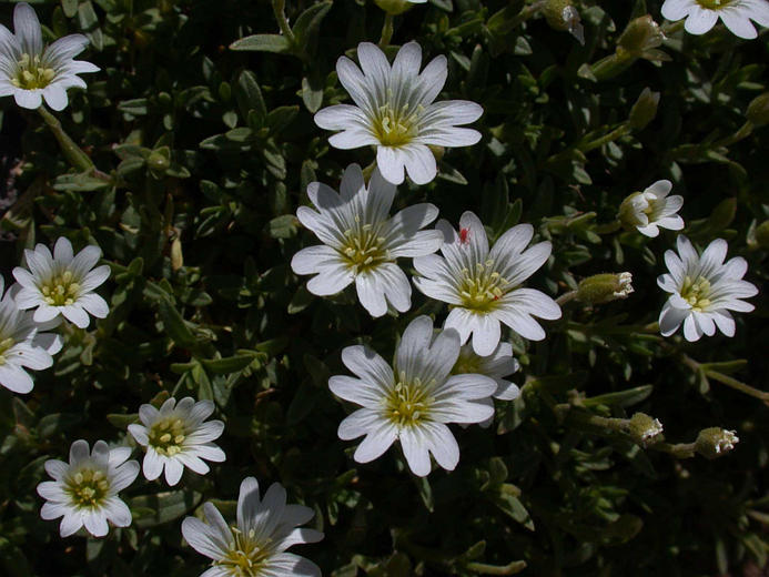 Image of field chickweed