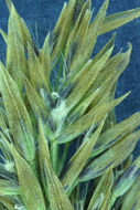 Image of Bluejoint Reed Grass