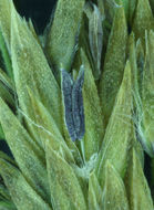 Image of Bluejoint Reed Grass