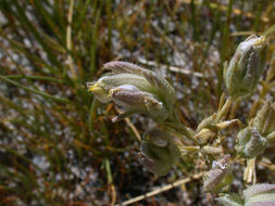 Image of <i>Cordylanthus maritimus</i> ssp. <i>canescens</i>