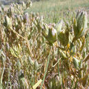 Image of <i>Cordylanthus maritimus</i> ssp. <i>canescens</i>