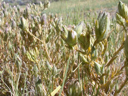 Image of <i>Cordylanthus maritimus</i> ssp. <i>canescens</i>