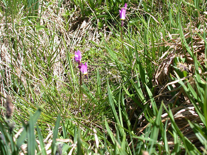 Image of alpine shootingstar