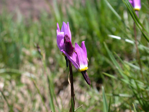 Image of alpine shootingstar