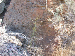 Image of tall annual willowherb