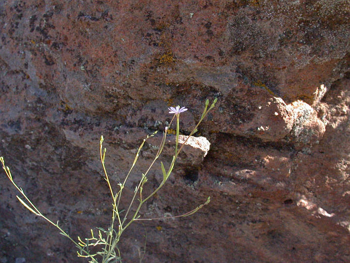 Image of tall annual willowherb