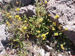 Image de Ivesia gordonii (Hook.) Torr. & Gray