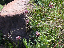 Image of Hansen's clover