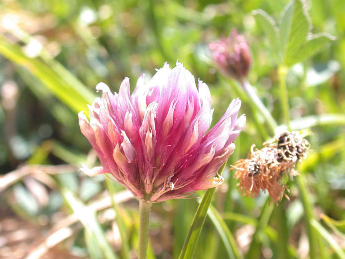 Image of Hansen's clover