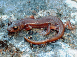 Image of Limestone Salamander