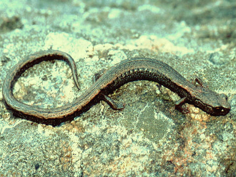 Image of Hell Hollow Slender Salamander