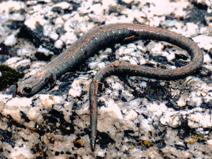 Image of Gregarious Slender Salamander