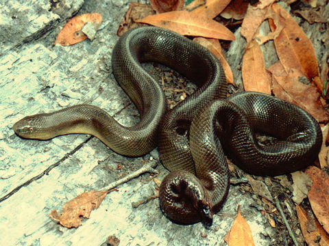 Image of Northern Rubber Boa