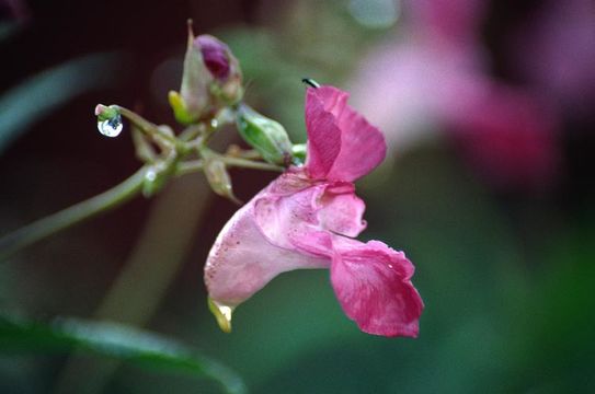 Image of Himalayan balsam