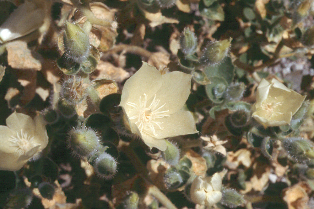 Image of desert stingbush