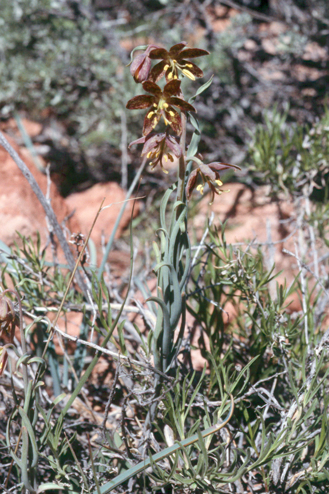 Image of spotted fritillary