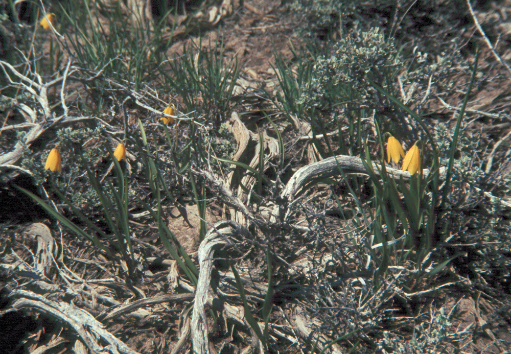 Image of Yellow Bell