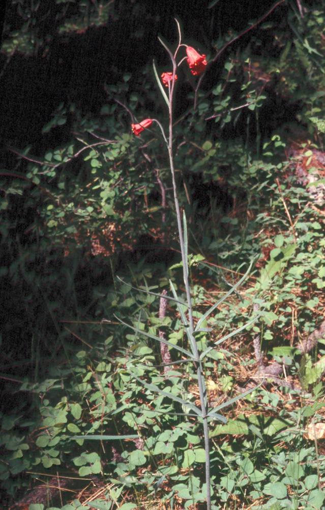 Image of scarlet fritillary