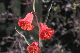 Image of scarlet fritillary