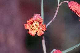 Image of scarlet fritillary