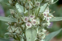 Image of monument plant