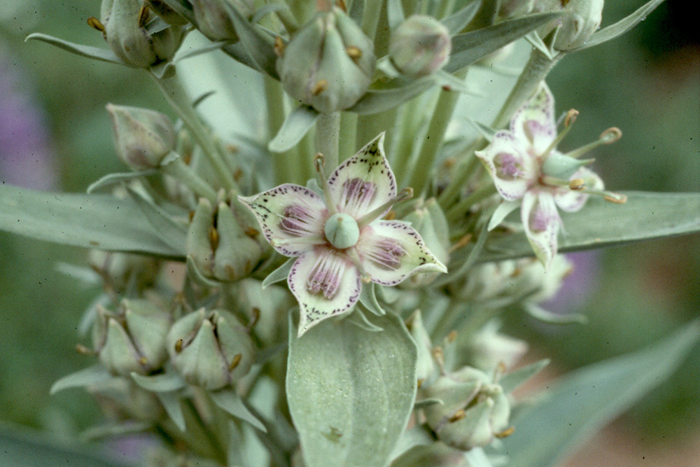 Image of monument plant