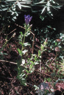 Image of Bog Gentian