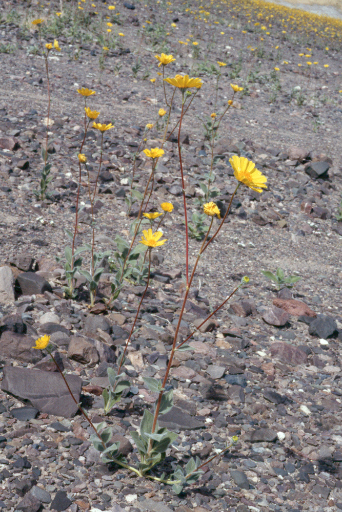 Plancia ëd Geraea canescens Torr. & A. Gray