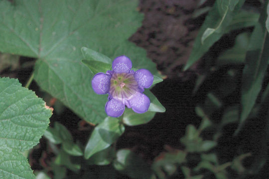 Image of Bog Gentian