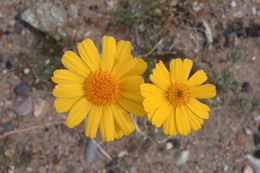 Plancia ëd Geraea canescens Torr. & A. Gray