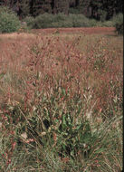 Imagem de Geum macrophyllum Willd.