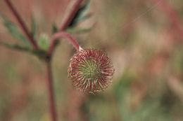 Image of Bigleaf Avens