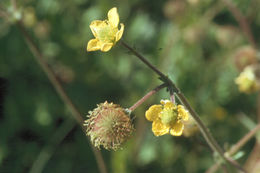 Imagem de Geum macrophyllum Willd.