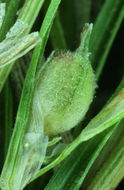 Image of Ross' Sedge