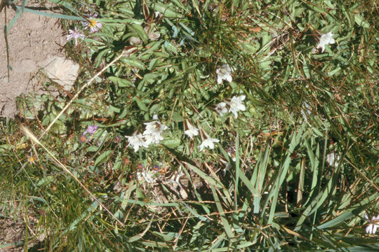 Image of alpine gentian