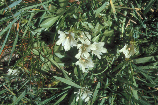 Image of alpine gentian